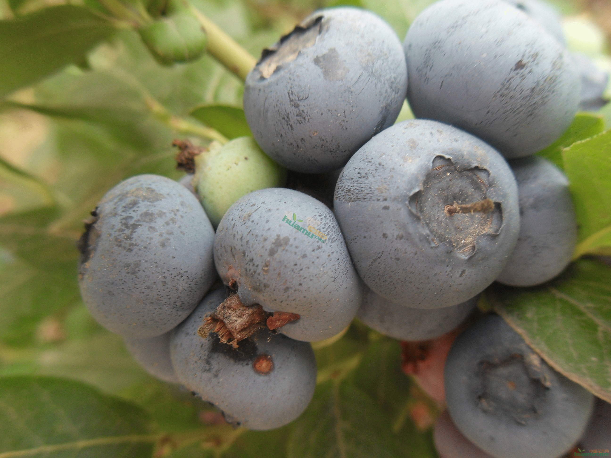 collipulli蓝莓图片